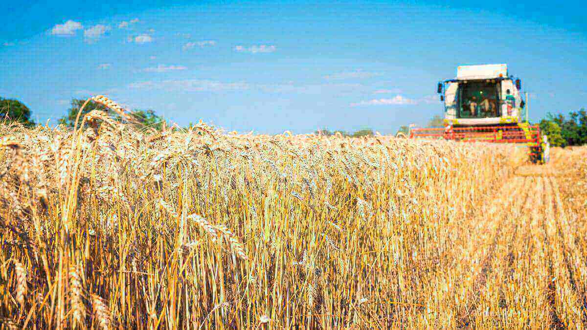 Colheitadeira colhendo trigo no campo
